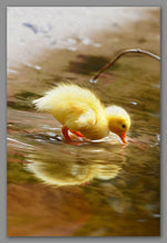 Afbeelding in Gallery-weergave laden, Not A Painting - Duckling #01
