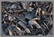 Afbeelding in Gallery-weergave laden, Not A Painting - Frozen Leaves #03
