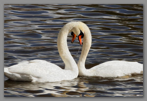 Not A Painting - Swans