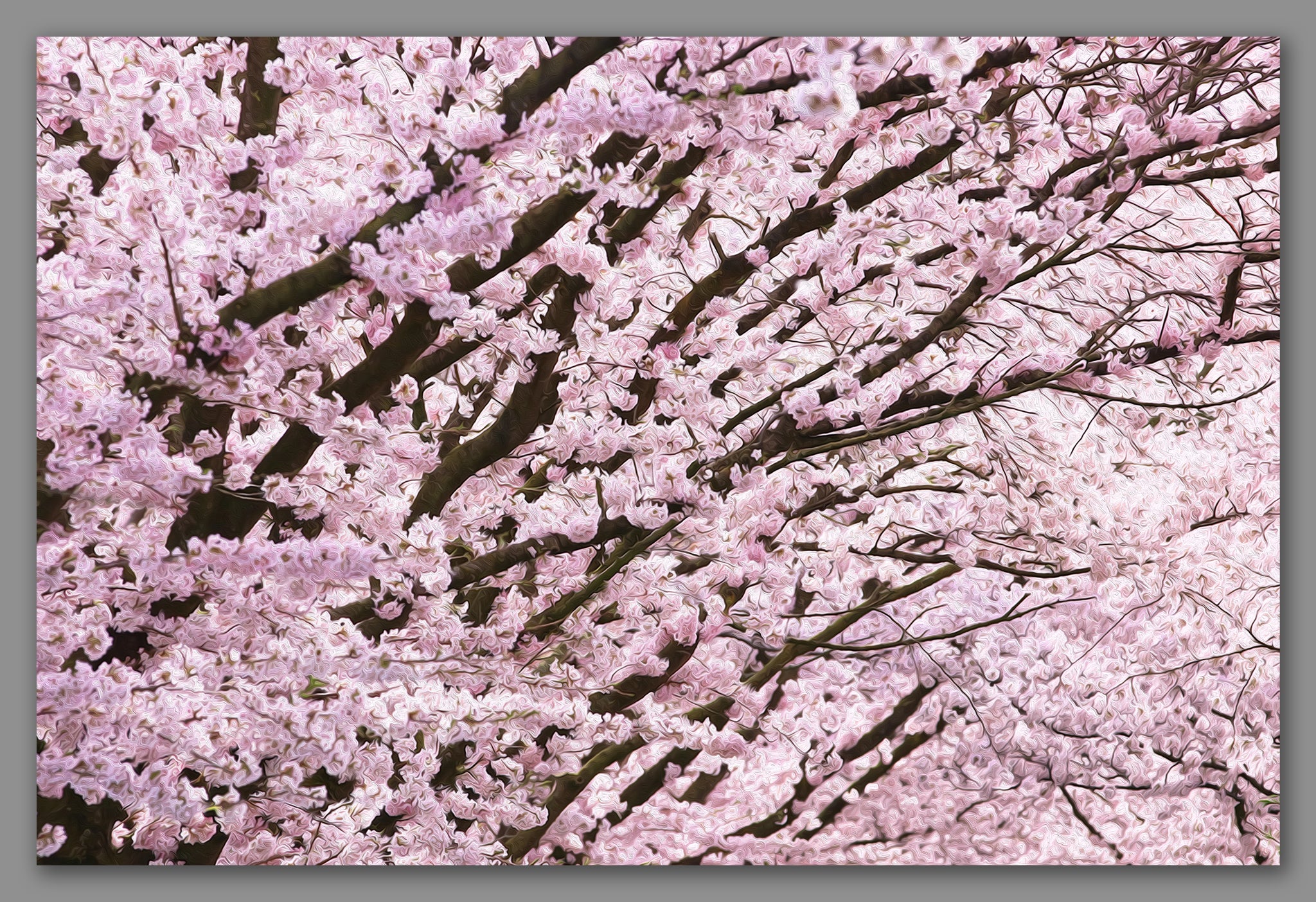 Not A Painting - Blossom #02