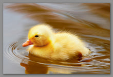 Afbeelding in Gallery-weergave laden, Not A Painting - Duckling #02
