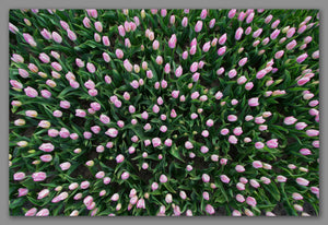 Not A Painting - Tulips #01