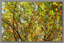 Afbeelding in Gallery-weergave laden, Not A Painting - Fall #05
